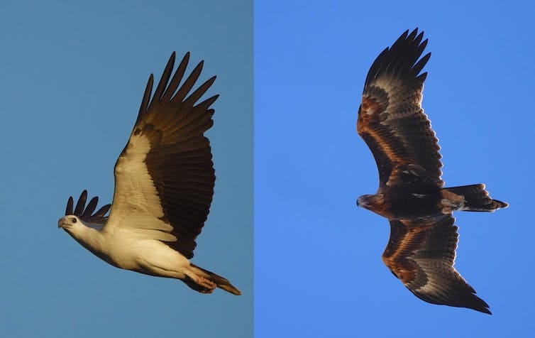 Two photos of eagles in flight, one with a white belly and the other with dark, patterned wings. Two photos of eagles in flight, one with a white belly and the other with dark, patterned wings.