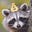 The Money Raccoon's avatar