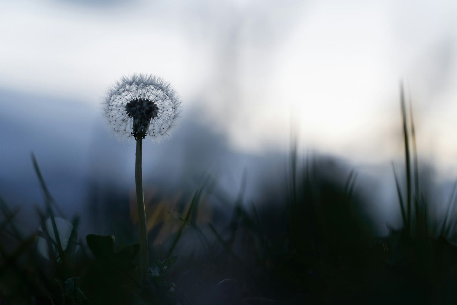 Dandelion seed head