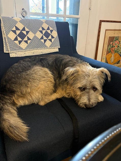 A scruffy muppet-like dog smiles for the camera!