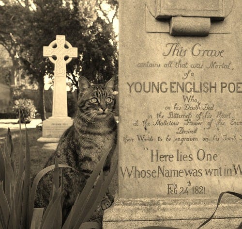 Unknown cat visiting the grave of John Keats