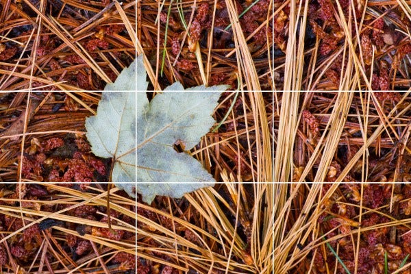 leaf on the ground