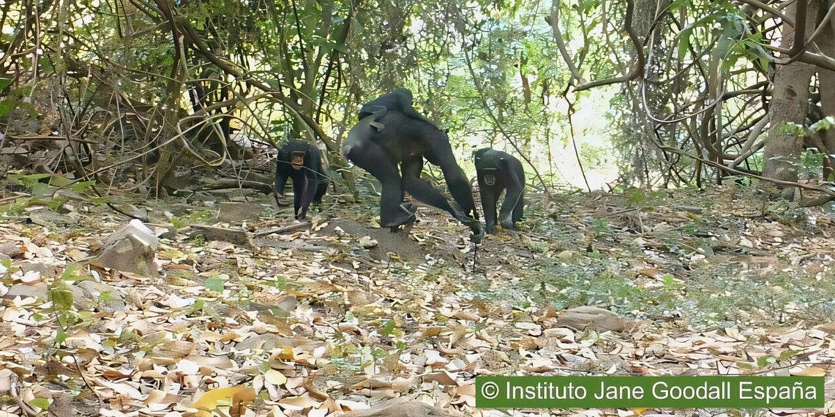 What the Ants Tell Us About Chimpanzee Culture