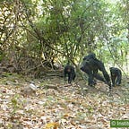 Primatology.net