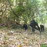 Primatology.net