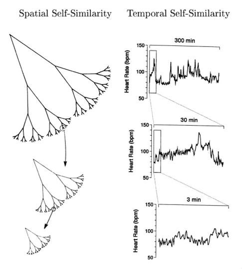 Self-organizing biological systems are full of fractals