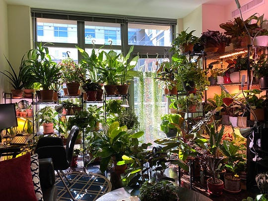 Too many houseplants