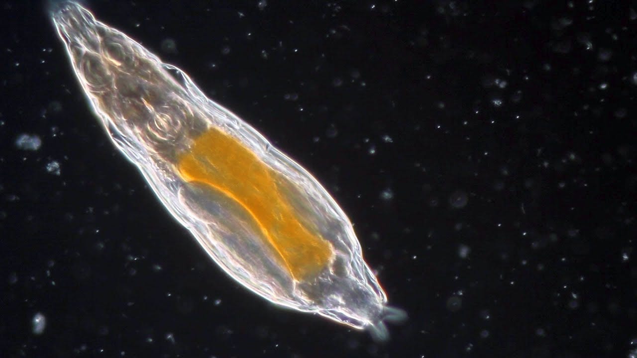 Bdelloid Rotifers: so common yet so weird! - YouTube