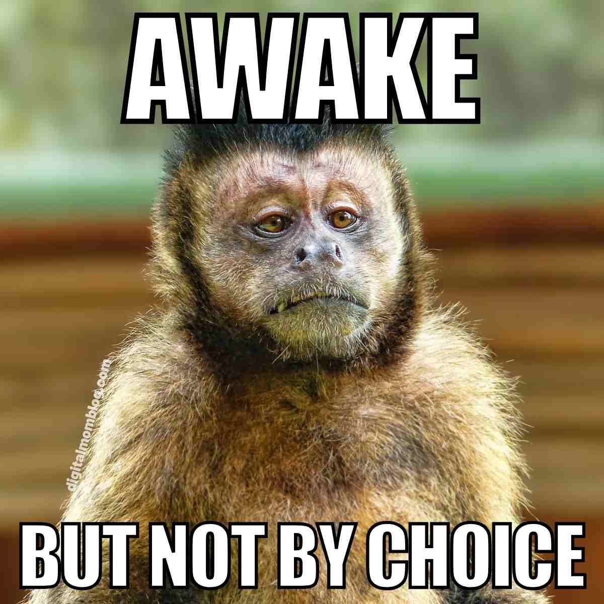 30+ Hilarious Tired Memes For The Sleep-Deprived