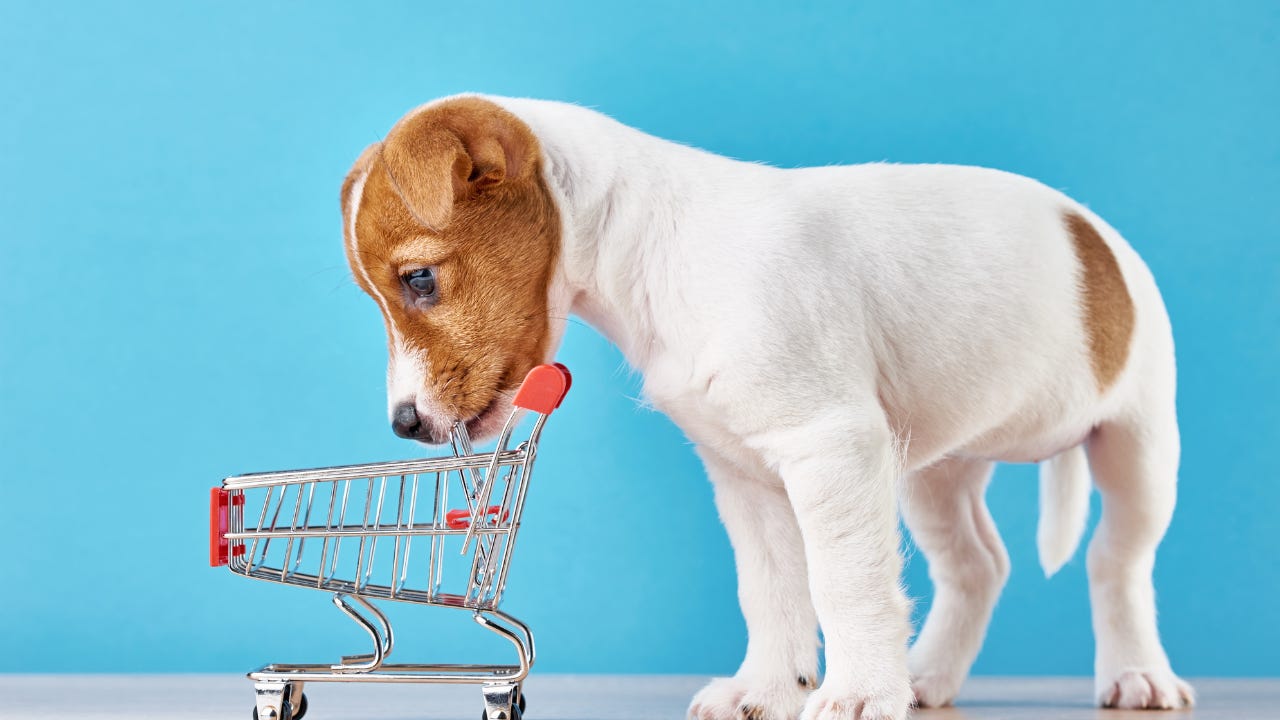 A Jack russell puppy chewing a toy shopping cart A Jack russell puppy chewing a toy shopping cart