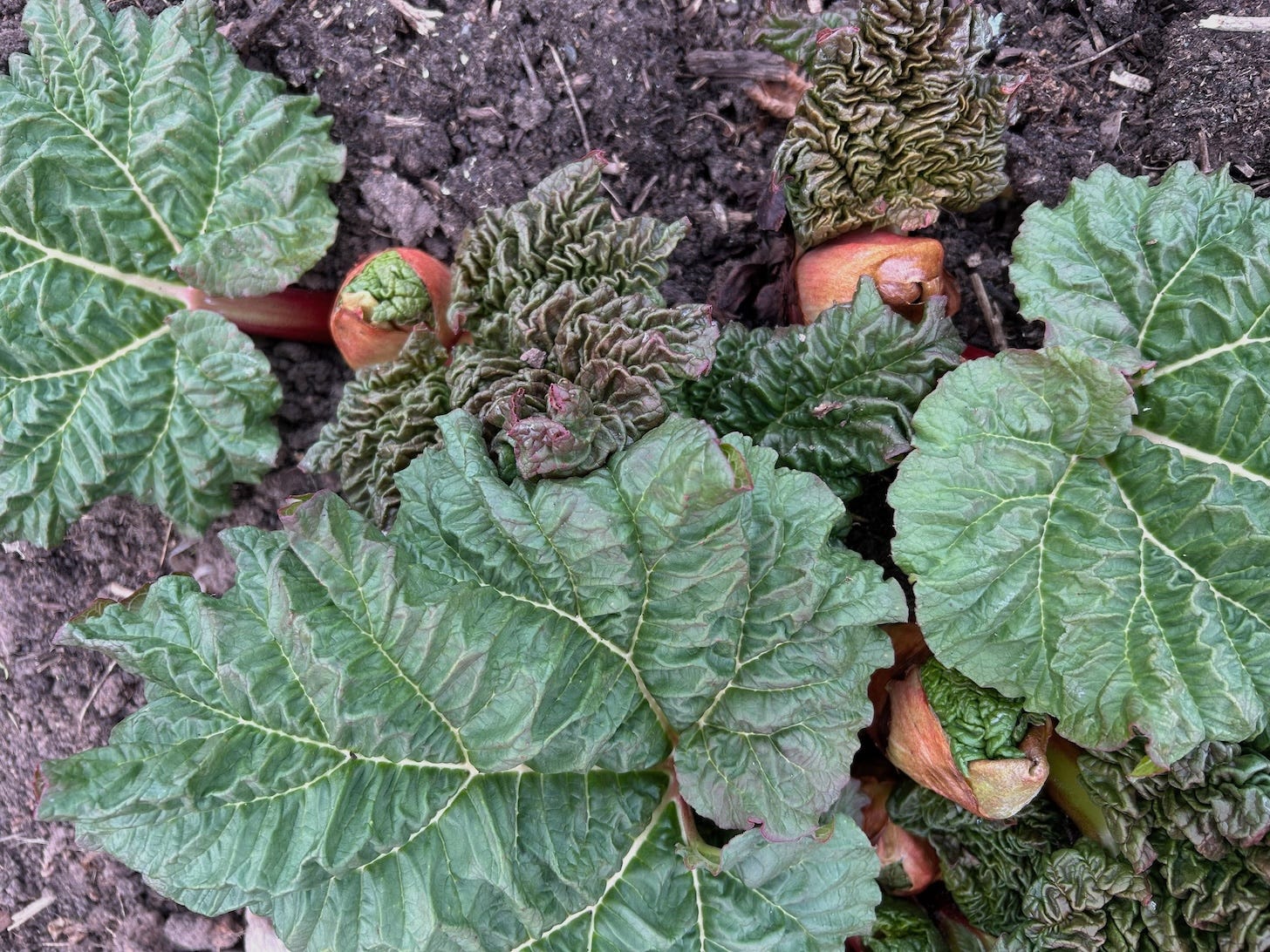 A Birds Eye view in the garden with three large leaves of rhubarb showing with large pink buds bursting.