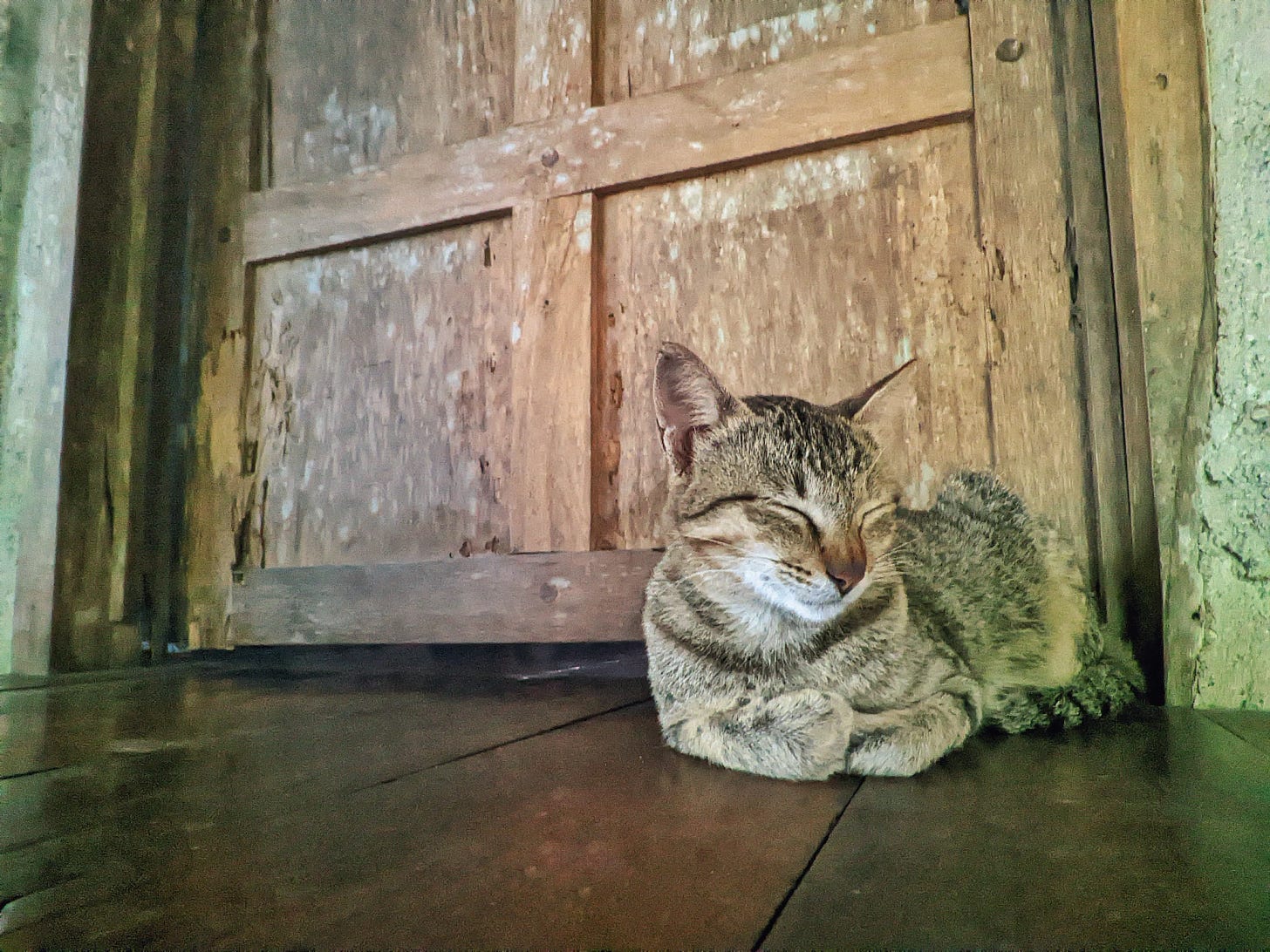 A tabby cat with closed eyes sits peacefully on wooden flooring beside an old, weathered door