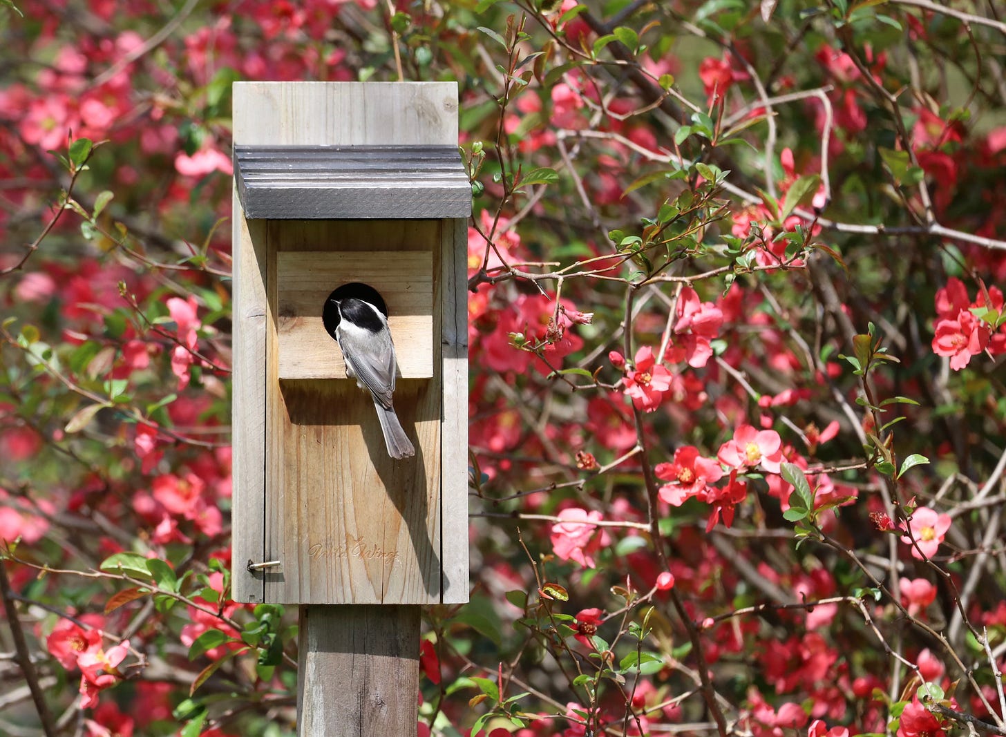 A Carolina chickadee (a small black and white songbird) perches in the doorway of a nesting box with pink blooms of the quince bush in the background A Carolina chickadee (a small black and white songbird) perches in the doorway of a nesting box with pink blooms of the quince bush in the background