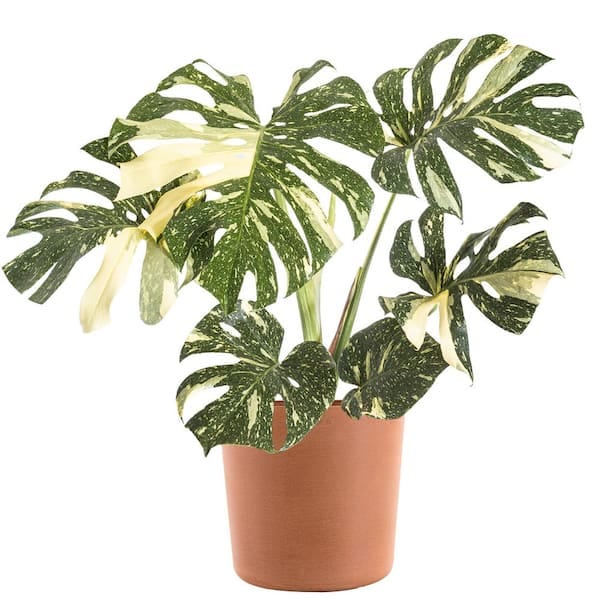 United Nursery Thai Constellation Monstera Deliciosa in 10 in. Terracotta  Premium Sustainable Decor Pot THAICON10LIMTRC - The Home Depot