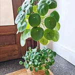 A Shapeshifting Plant? - The Happy Planters