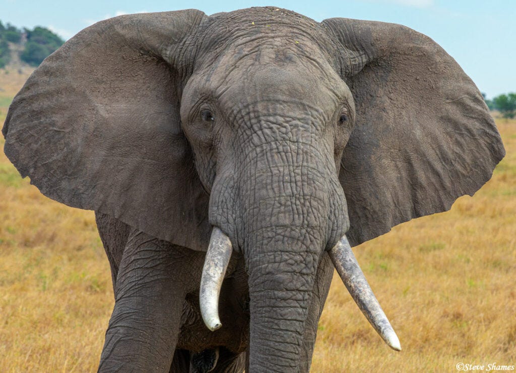 Perspective Shift: Notes from Africa on What Matters Most by @AndrewDKaufman #africa #perspective #life #lifelessons 