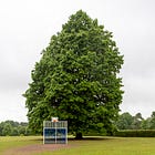 81. Queen’s Park Oak