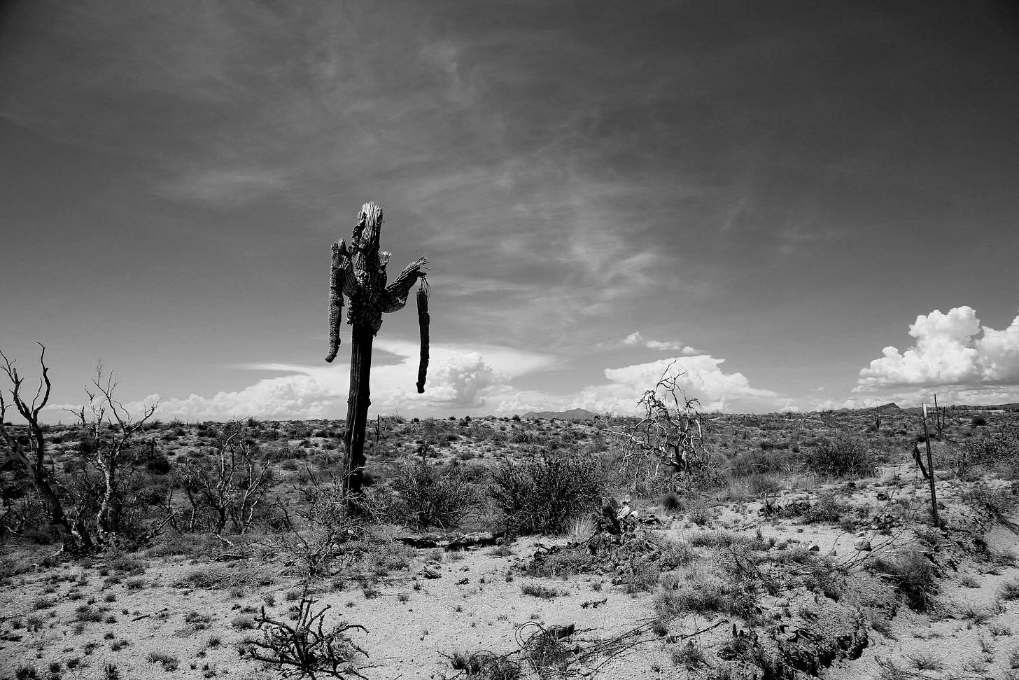 a cactus in a desert a cactus in a desert