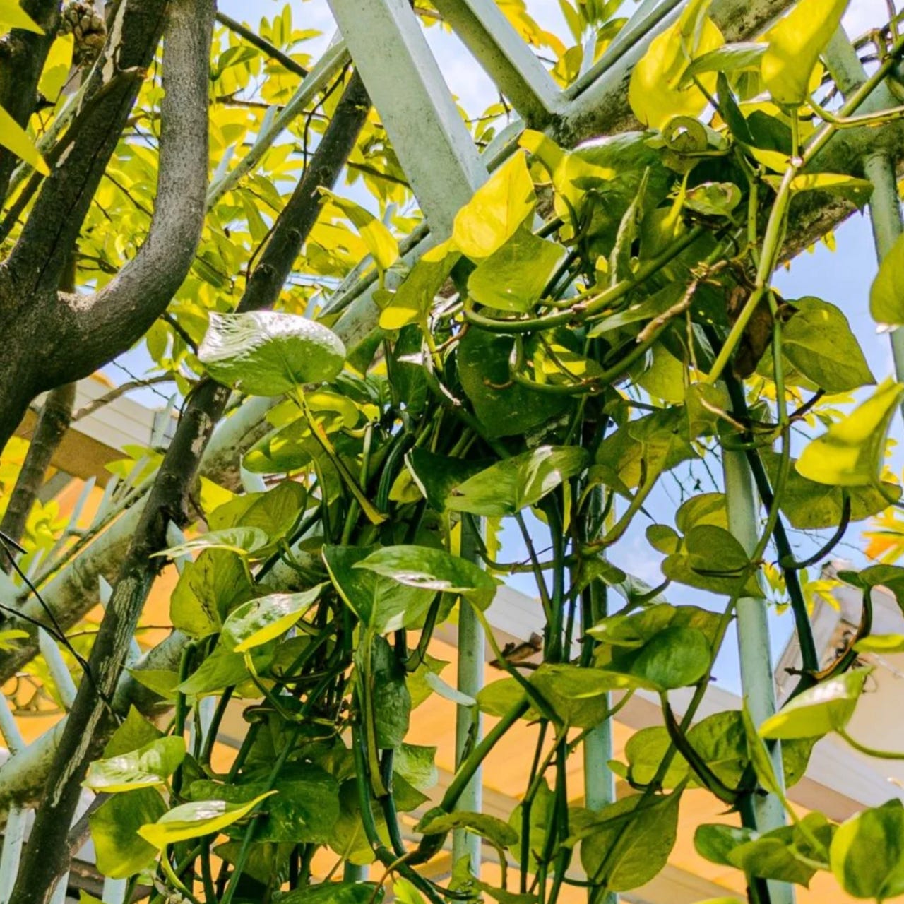 christineist universe