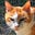 Catnip Catnap's avatar