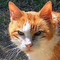 Catnip Catnap's avatar