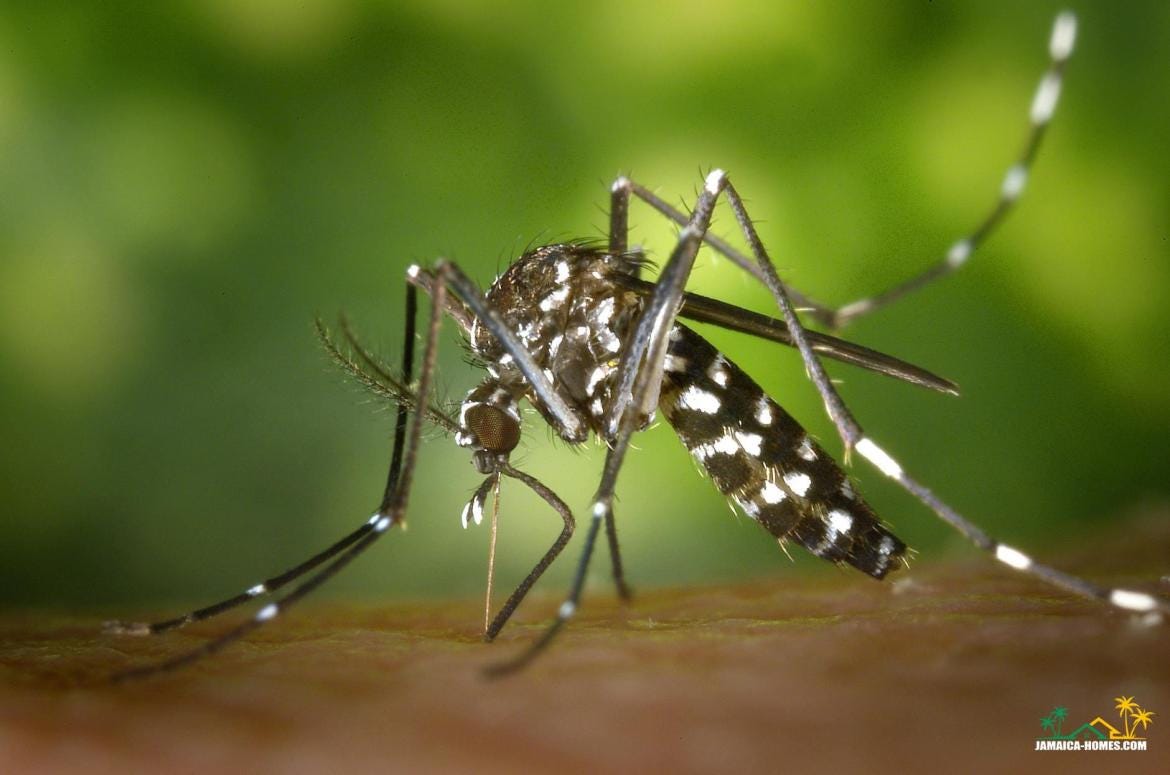 black white mosquito