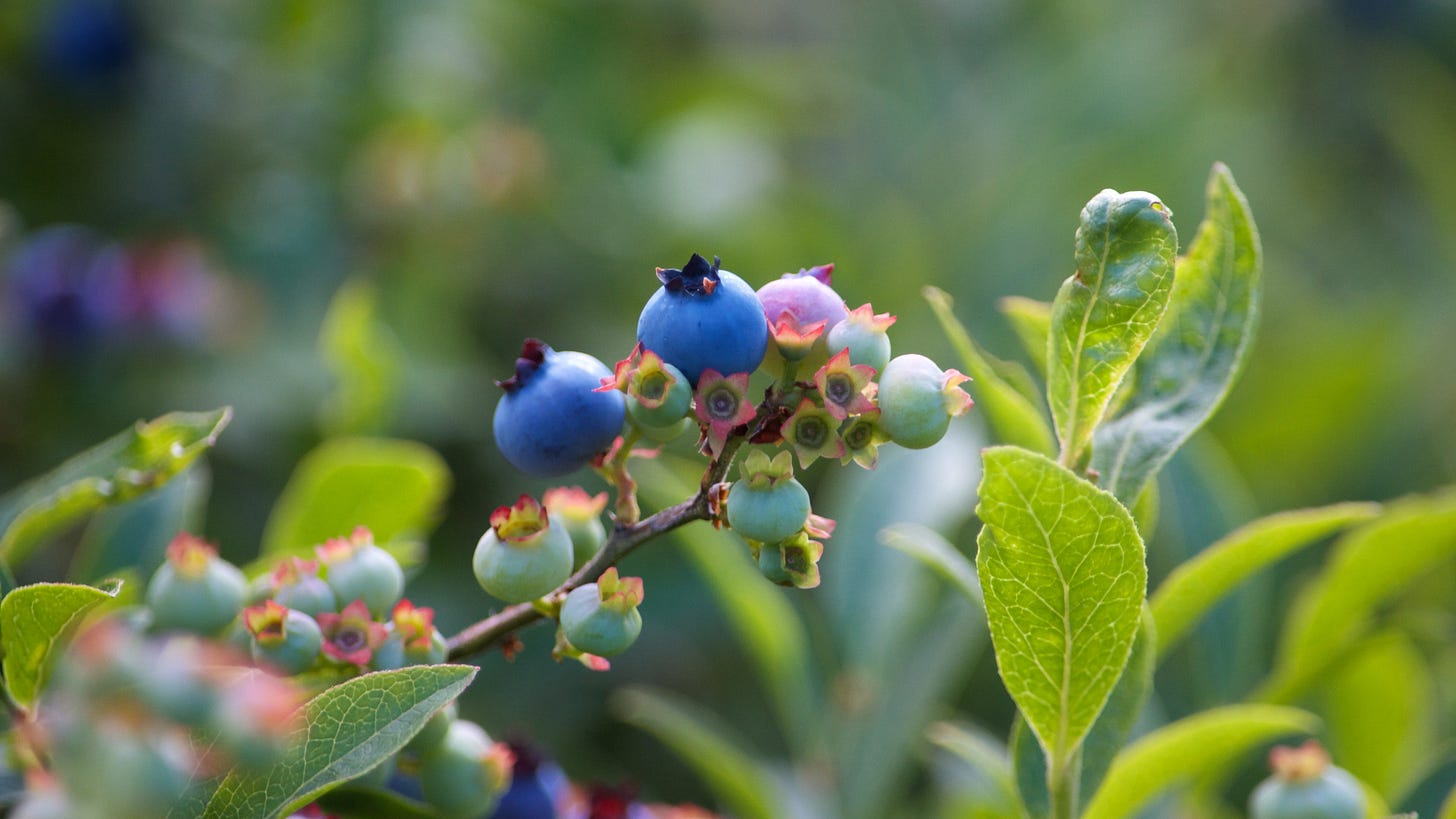 A cluster of ripening wild blueberries in various color stages.