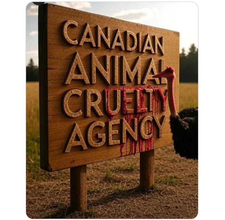 Ostrich Slaughter in Canada