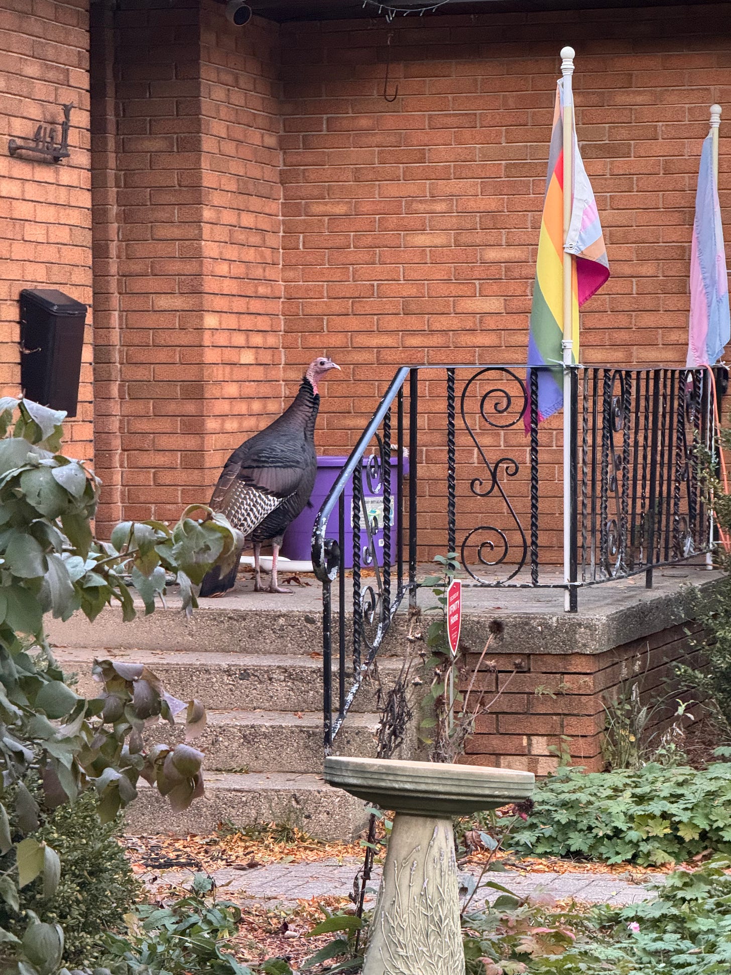 A turkey standing at the front door of a brick ranch house