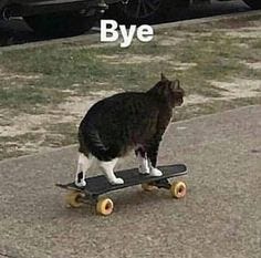 This may contain: a black and white cat standing on top of a skateboard with the caption bye