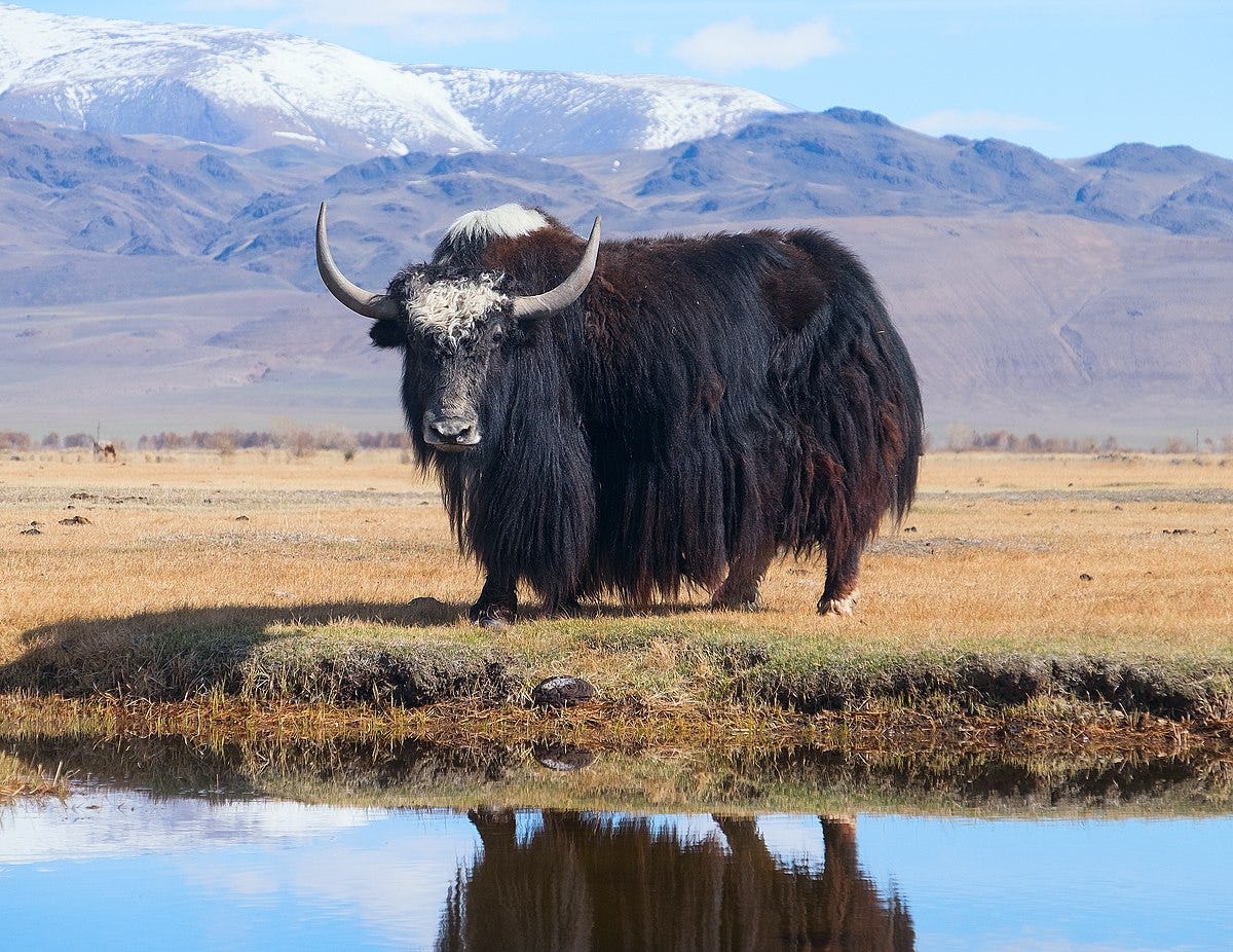 Yak - Wikipedia