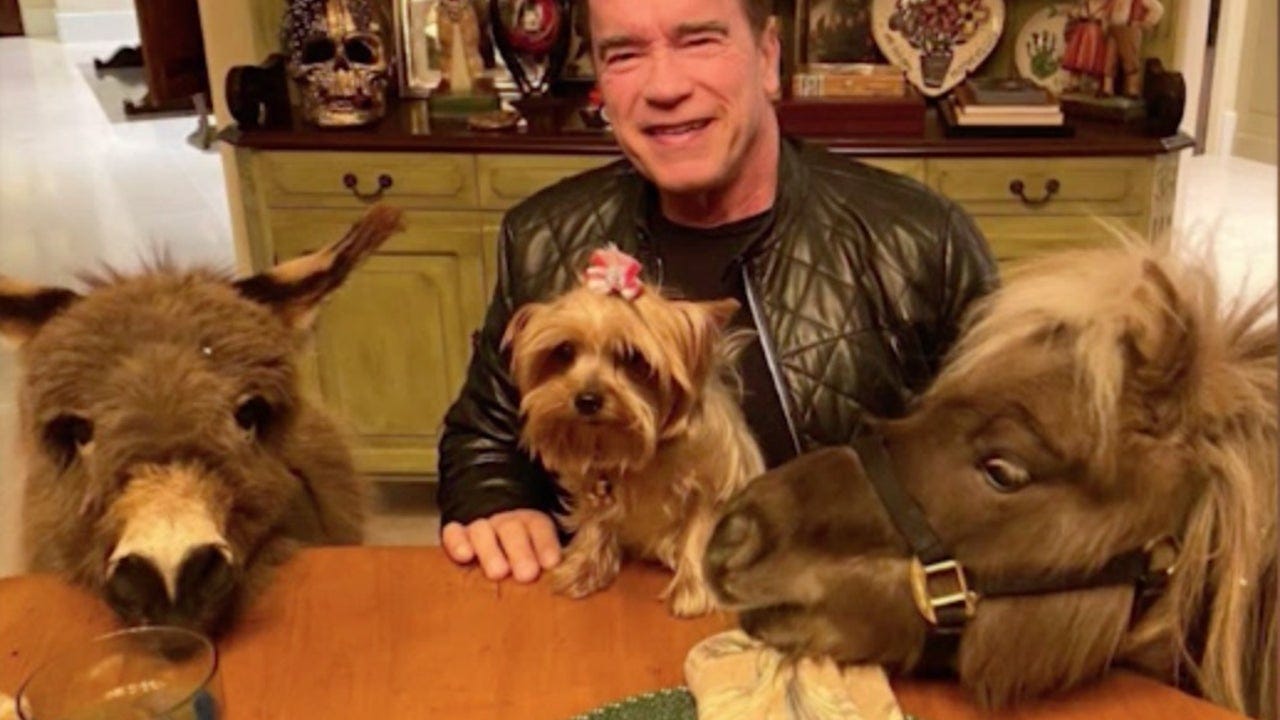 Arnold Schwarzenegger describes quarantine life with pet donkey and mini  horse