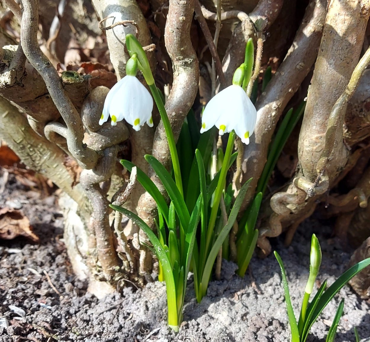 Spring snowflakes