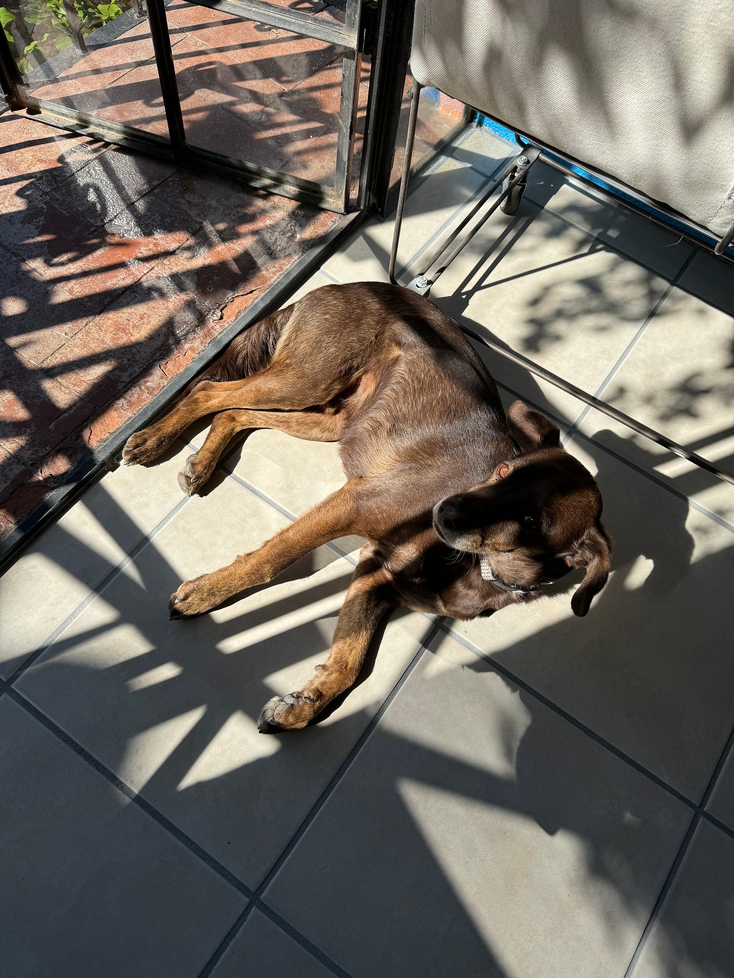 Our dog Loo sitting on the ground in a sunny spot.