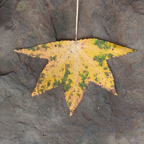 Photos of leaves and trees in Fall color.