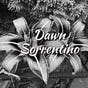 Dawn Sorrentino's avatar