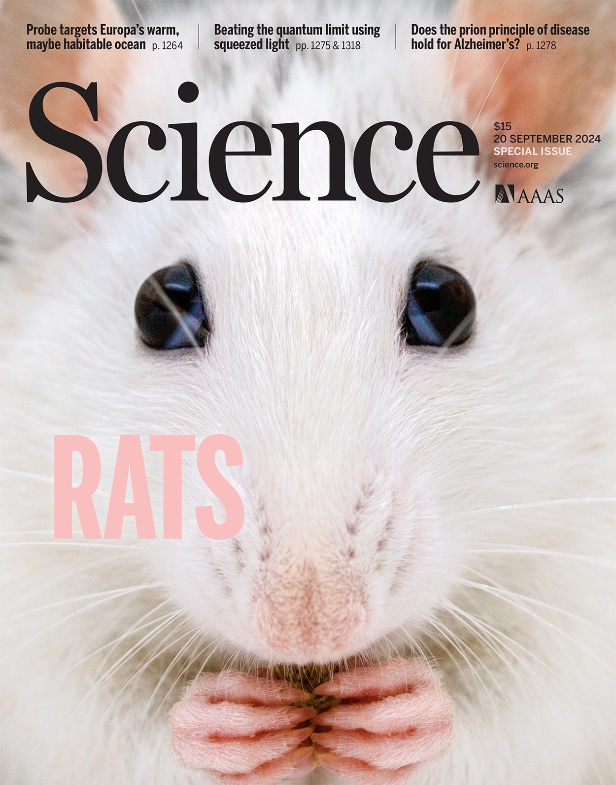 Copertina Science. Primo piano di una femmina di ratto bianca.