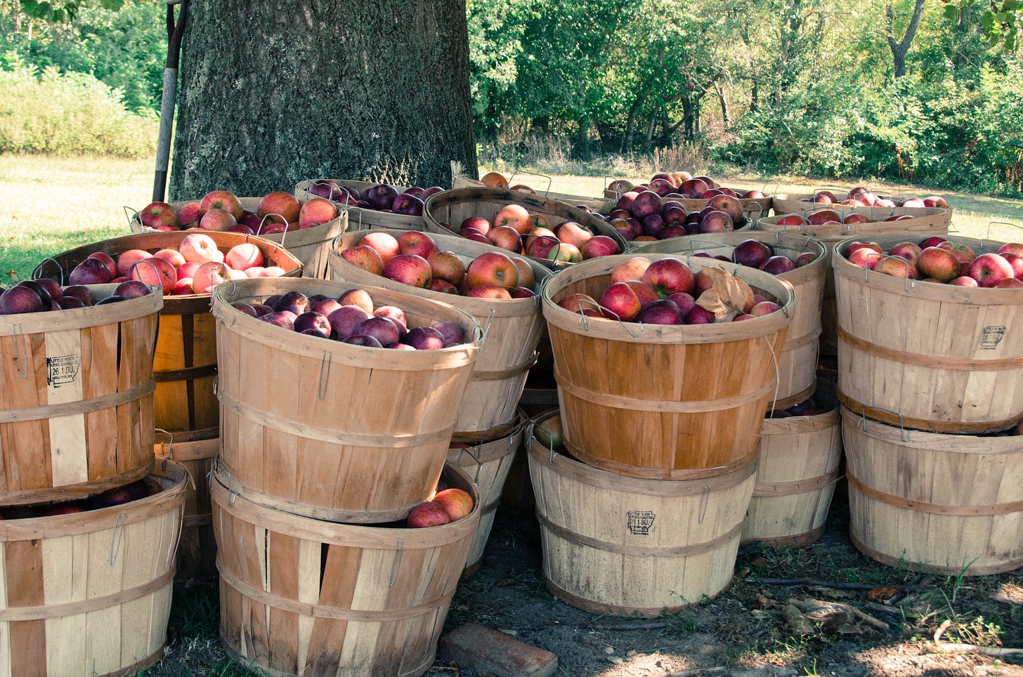 Free Images : nature, wood, farm, orchard, harvest, produce, autumn ...