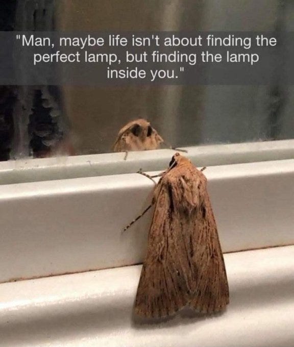 A brown moth perched on a white windowsill, facing a mirror. The moth\'s reflection is visible in the mirror, showing its wings and body. Text overlay reads, "Man, maybe life isn\'t about finding the perfect lamp, but finding the lamp inside you."