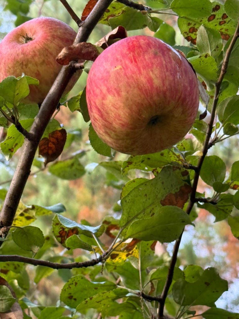 A close up of a fruit on a tree

AI-generated content may be incorrect.