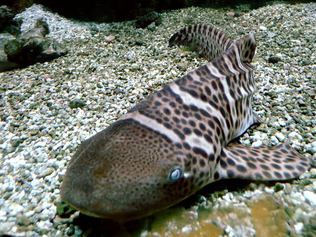 Un requin léopard de taille moyenne, dont la livrée est, littéralement en alternance, tous les 3 ou 4 centimètres, tantôt zèbre, tantôt léopard
