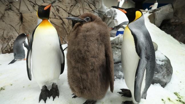 Pesto is the biggest baby penguin ever hatched at the Sealife Melbourn  Aquarium...already as big as his parents : r/interestingasfuck