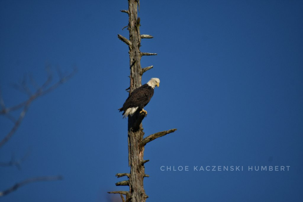 Bald eagle at White Deer Lake. Delaware State Forest, Pennsylvania. October 6, 2024. Photo by Chloe Kaczenski Humbert. Bald eagle at White Deer Lake. Delaware State Forest, Pennsylvania. October 6, 2024. Photo by Chloe Kaczenski Humbert.