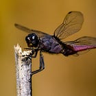 The Dragonflies Would Like a Word