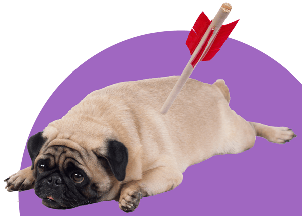 Dog with an arrow in it