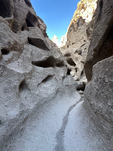 Desert landscapes, petroglyphs, cactus flower, campsite, and dogs