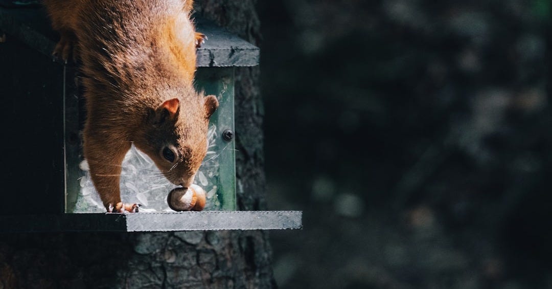 brown squirrel on brown wooden post