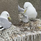 Tyne’s kittiwakes weather another tough year
