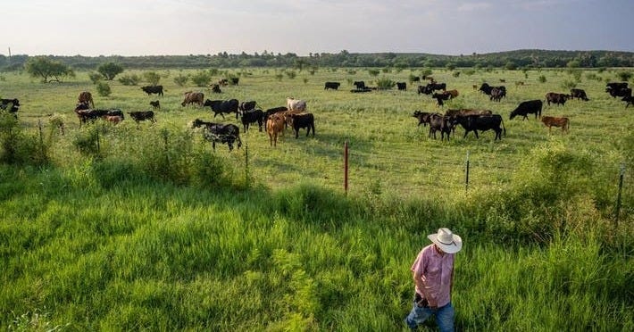 Screwworm Is Back In Texas—And Could Raise Beef Prices Screwworm Is Back In Texas—And Could Raise Beef Prices
