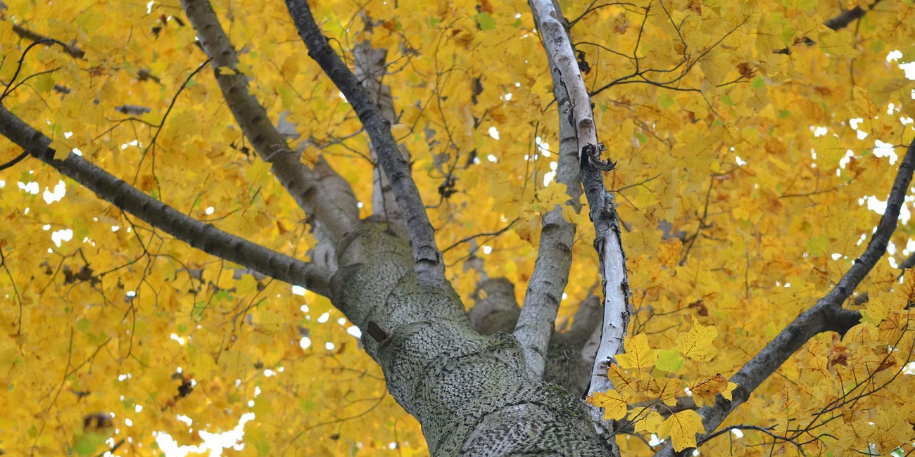 Tulip Tree (Liriodendron tulipifera)